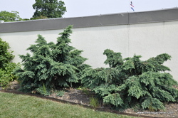 Cedrus deodara Divinely Blue — photo 3